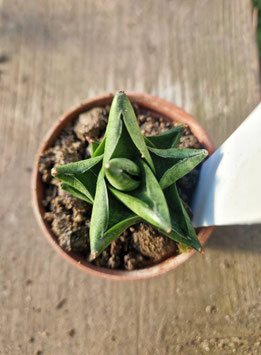 Sansevieria "Durian"