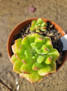 Echeveria "Red Lantern"