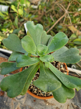Aeonium glutinosum