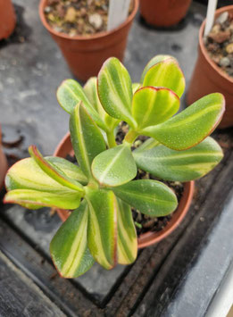 Crassula ovata "Mikaeri Bijin" variegata