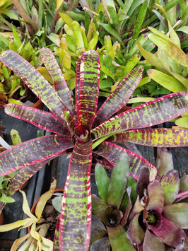Neoregelia "Lucifer"
