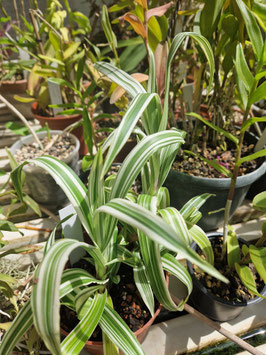 Murdannia acutifolia variegata