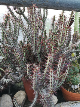 Euphorbia aeruginosa