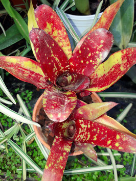 Neoregelia "Spaced out"