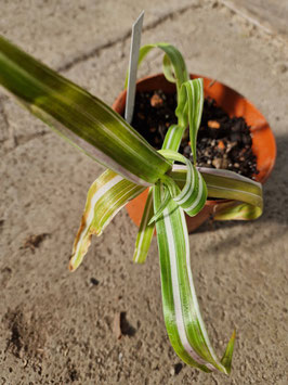 Murdannia acutifolia variegata