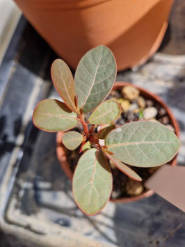 Phyllanthus mirabilis