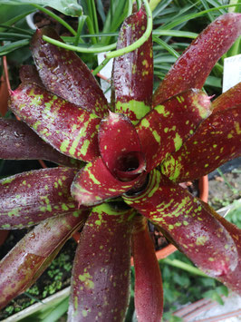 Neoregelia "Toshiya"