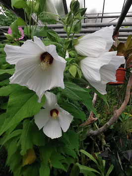 Hibiscus moscheutos "White"