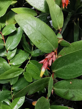 Cavendishia allenii