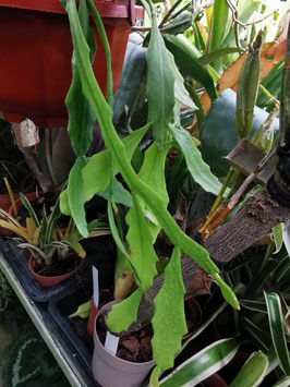 Rhipsalis occidentalis