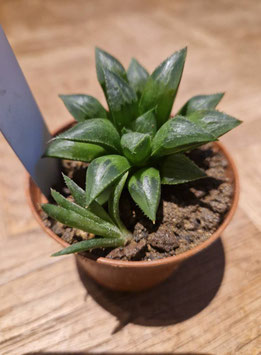 Haworthia mirabilis var. mundula