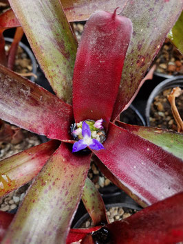 Neoregelia "Amazon"