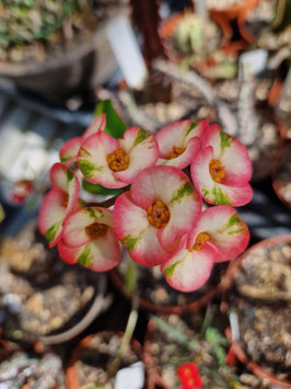 Euphorbia milii "Harlequin"