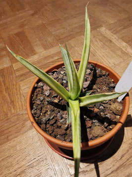 Sansevieria gracilis "Yellow variegated"