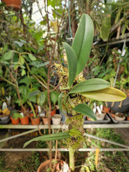 Bulbophyllum nymphpolitanum