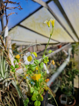 Oxalis spec. "Skimmelberg"