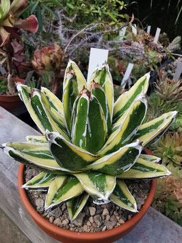 Agave victoria-reginae "Kizan"