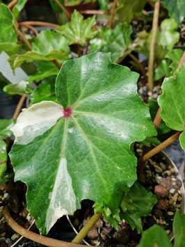 Begonia #10 variegata