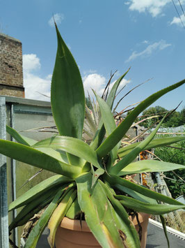 Agave mitis