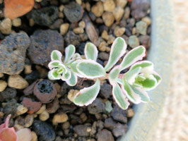 Sedum spurium "Tricolor"