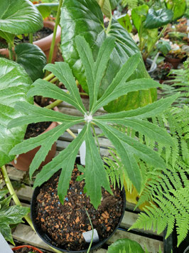 Syneilesis aconitifolia