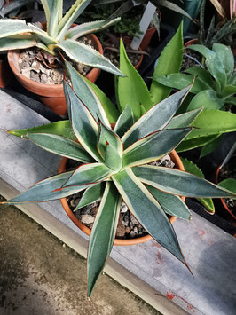 Agave "Burnt Burgundy" marginata