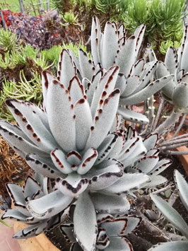 Kalanchoe tomentosa