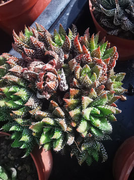 Haworthia attenuata f. Enon (?)