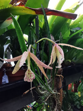 x Brassocattleya #1