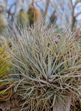 Tillandsia oroyensis