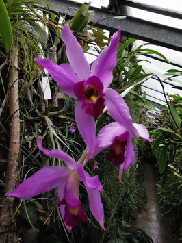 Laelia anceps coerulea