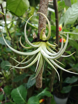 Tillandsia bermejoensis