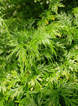 Selaginella lyallii