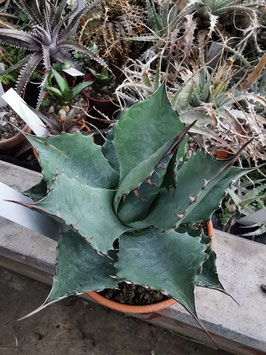 Agave parrasana "Triumphator"