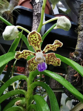 Vanda tesselata