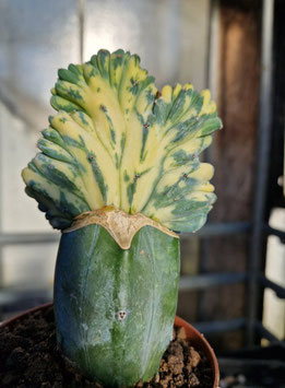 Myrtillocactus geometrizans "cristat + variegat"
