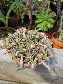 Euphorbia cylindrifolia ssp. cylindrifolia