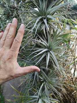 Tillandsia aeranthos "Giant"