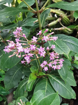 Fuchsia paniculata