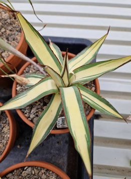 Agave x romanii "Gypsy Queen"