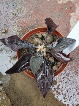 Euphorbia francoisii Hybride -violett-