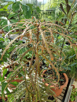 Pseudopanax lessonii "Dark Star"