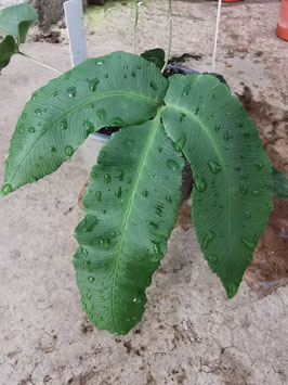 Dryopteris sieboldii