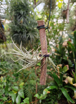 Tillandsia albertiana x crocata