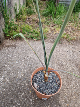 Yucca schottii