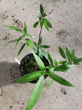 Debregeasia orientalis
