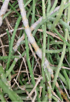 Sarcostemma aphyllum