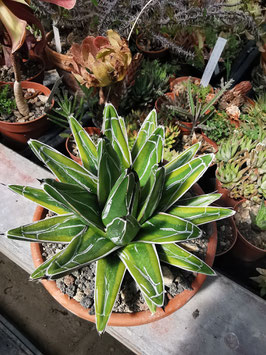 Agave victoria-reginae "Kazo Bana"