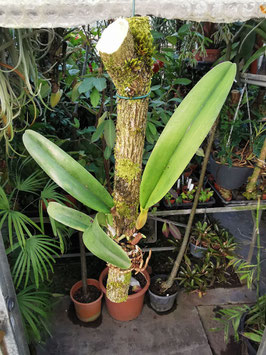 Laelia tenebrosa "Valpotas Night"