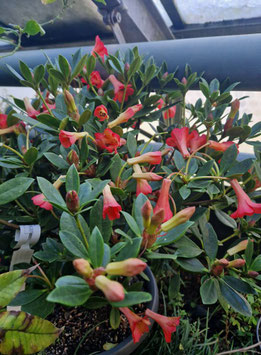 Vireya (Rhododendron) "Saxon Blush"